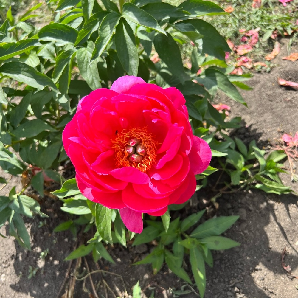 Meet your Posher, Alissa